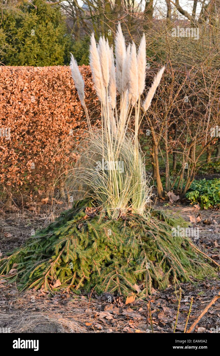L'herbe de la pampa (cortaderia selloana) avec protection d'hiver Photo  Stock - Alamy