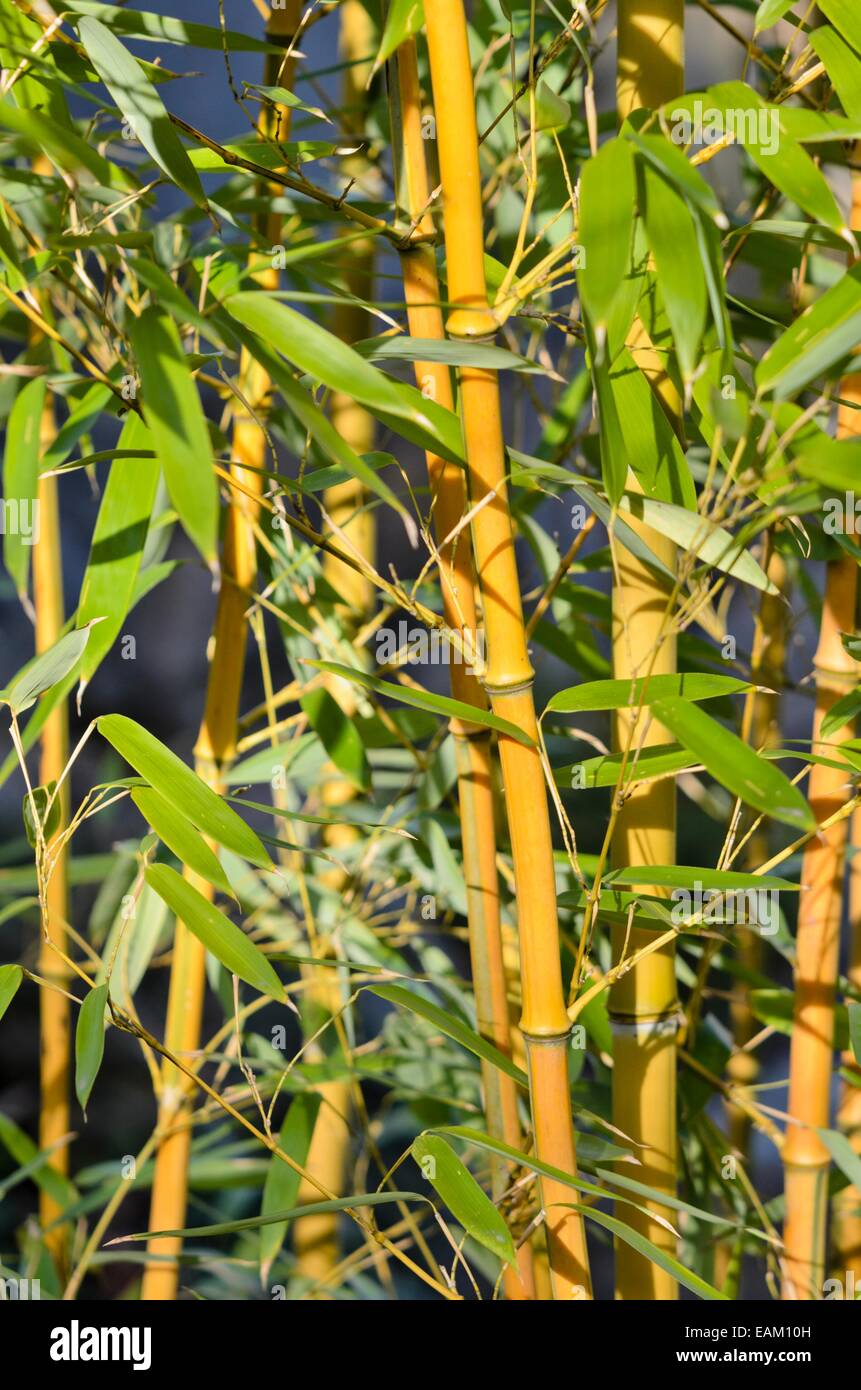 Bambou (phyllostachys aureosulcata) Banque D'Images