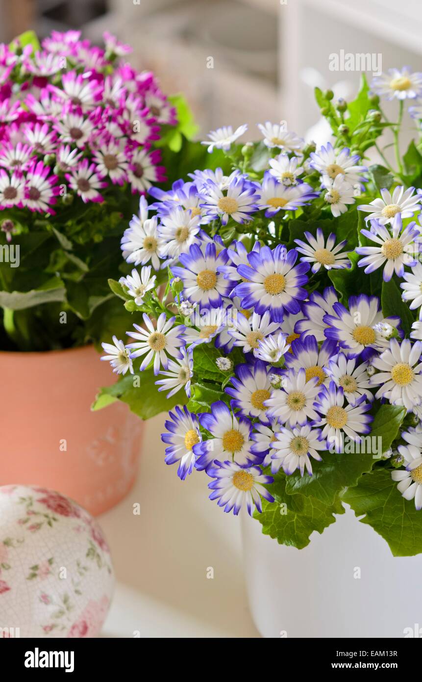 La cinéraire du fleuriste (pericallis x hybrida) Banque D'Images