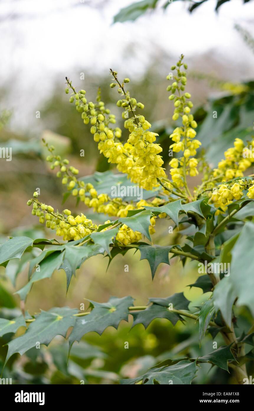 Mahonia mahonia bealei (cassandre) Banque D'Images