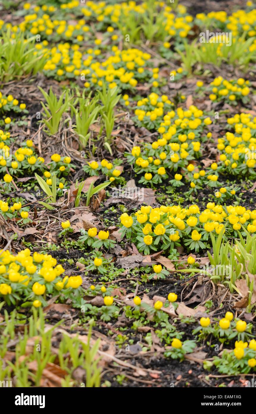 Aconit d'hiver (Eranthis hyemalis) et l'hémérocalle (Hemerocallis) Banque D'Images