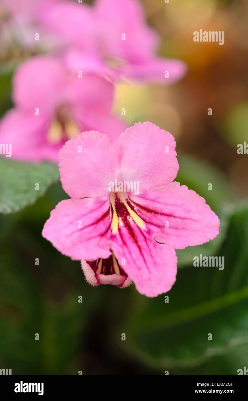 Cape primrose (streptocarpus jessica) Banque D'Images