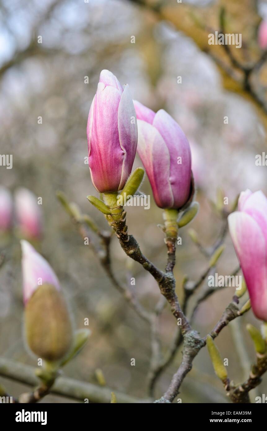 Lenne's magnolia (Magnolia x Lysimachia clethroides Duby Lysimachia fortunei Maxim) Banque D'Images