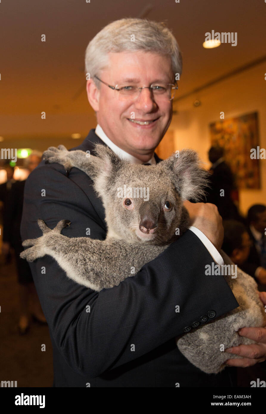 Le premier ministre canadien Stephen Harper est titulaire d Jimbelung le koala avant le début du Sommet des dirigeants du G20 15 Novembre 2014 à Brisbane, Australie. Banque D'Images