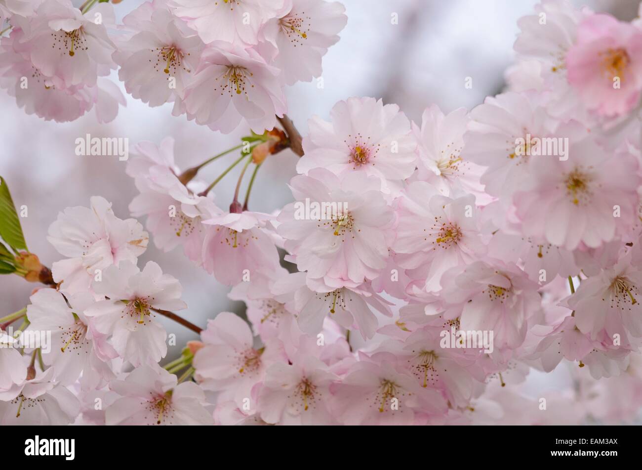 Automne cerisier (Prunus subhirtella x sargentii 'accolade') Banque D'Images