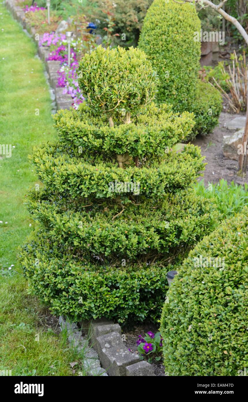 Buis commun (Buxus sempervirens) avec forme conique Banque D'Images