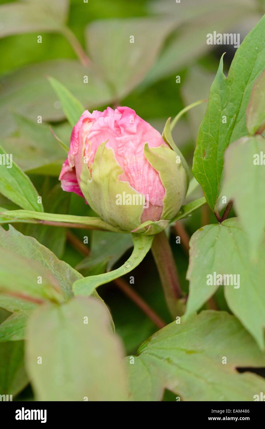 La pivoine (Paeonia suffruticosa arbre 'yaezakura') Banque D'Images