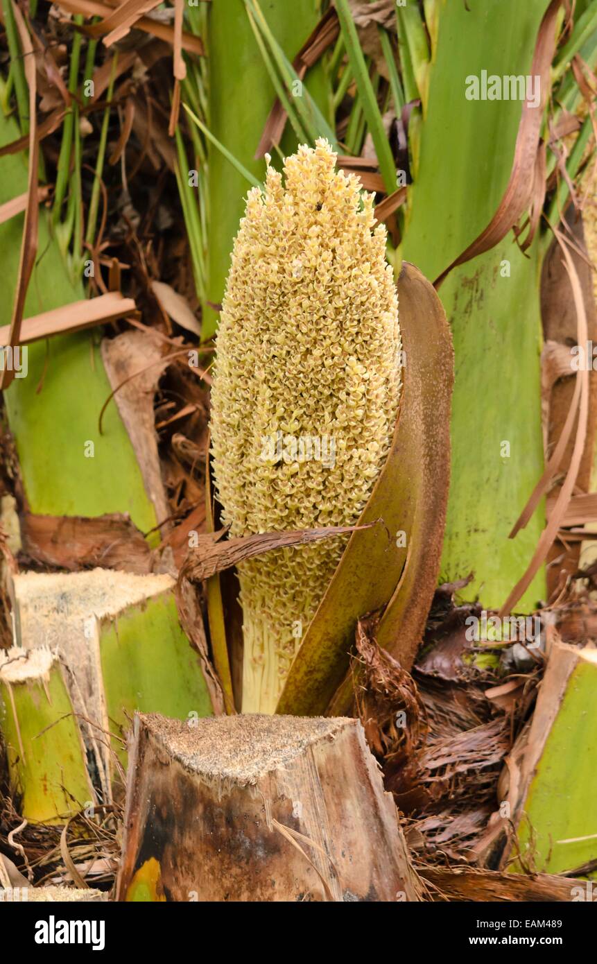 Île des Canaries (Phoenix canariensis) Banque D'Images