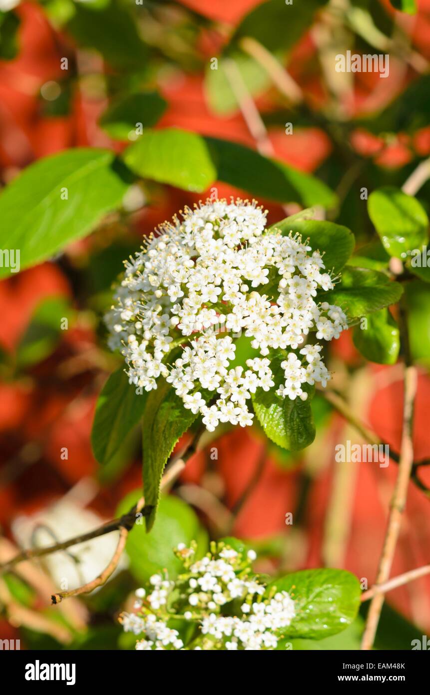 Wayfaring Tree (viburnum lantana) Banque D'Images