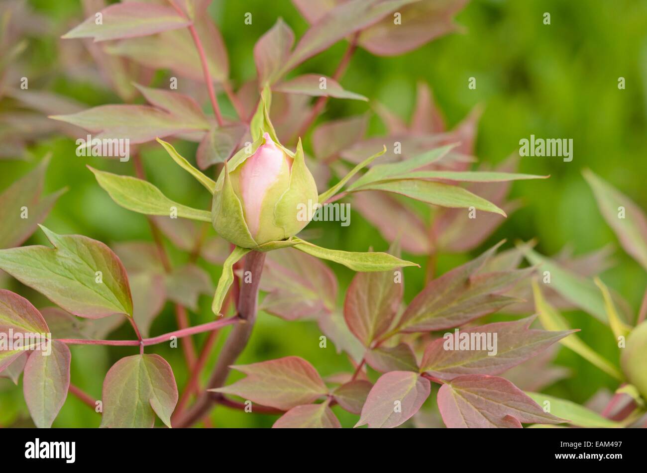 La pivoine (Paeonia suffruticosa arbre 'yaezakura') Banque D'Images