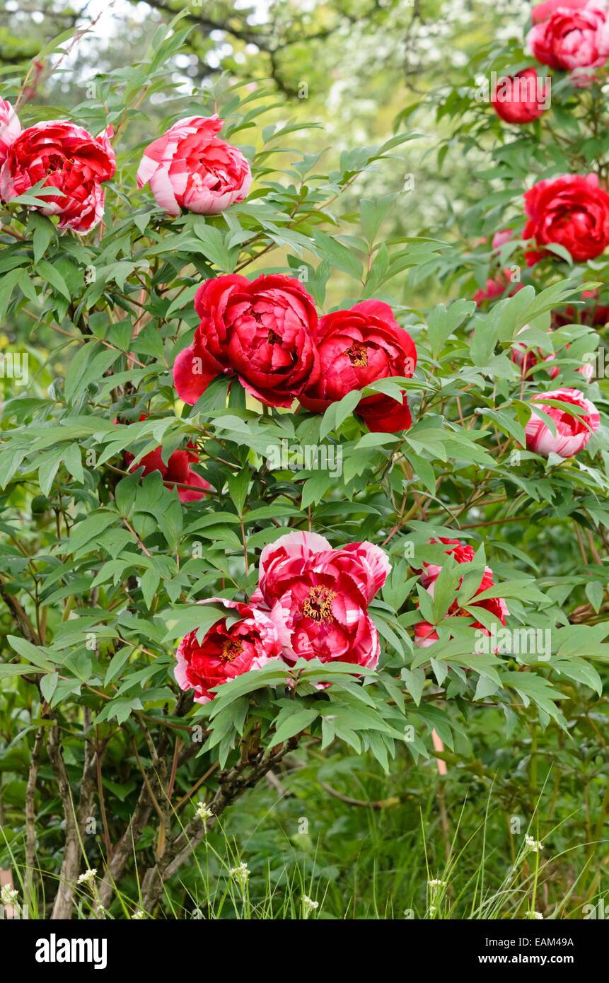 La pivoine (Paeonia suffruticosa arbre 'himanishiki') Banque D'Images