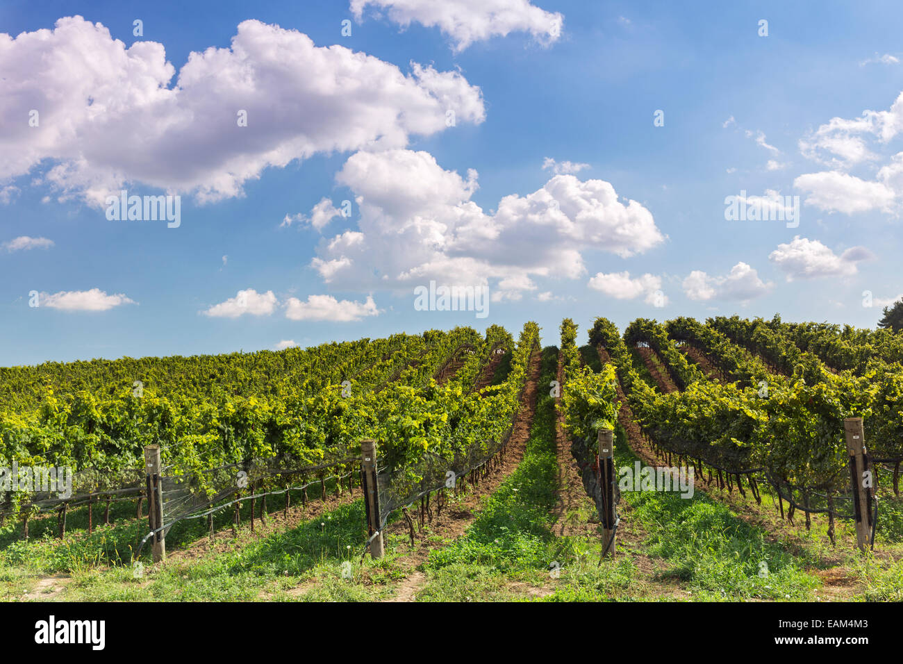 Canada, Ontario, Niagara-on-the-Lake, Ravine Winery vineyards Banque D'Images