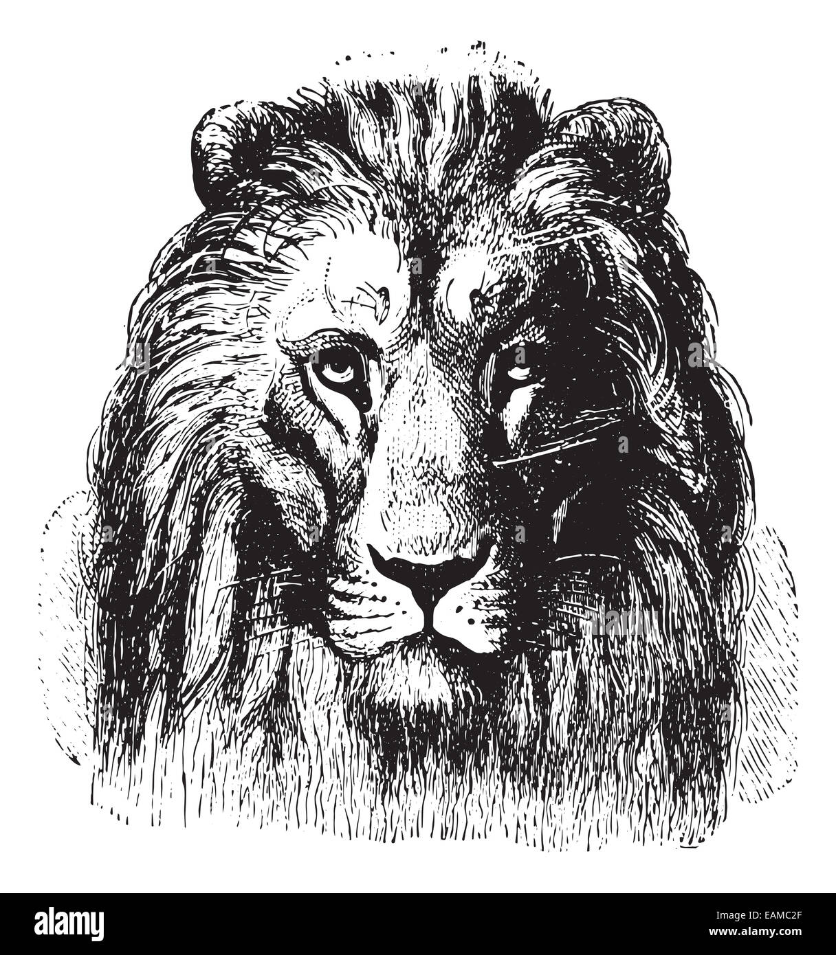 Gros plan d'une face de lion, vintage engraved illustration. Animaux sauvages et domestiques - pour les enfants - 1892. Banque D'Images