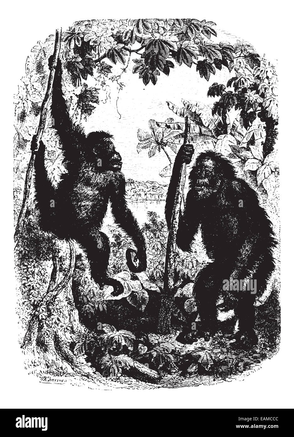 Deux Chimpanzés en forêt, vintage engraved illustration. Animaux sauvages et domestiques - pour les enfants - 1892. Banque D'Images