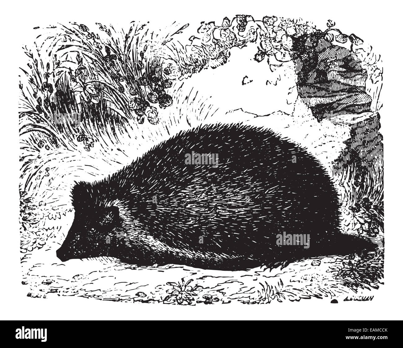 Le porc-épic, vintage engraved illustration. Animaux sauvages et domestiques - pour les enfants - 1892. Banque D'Images