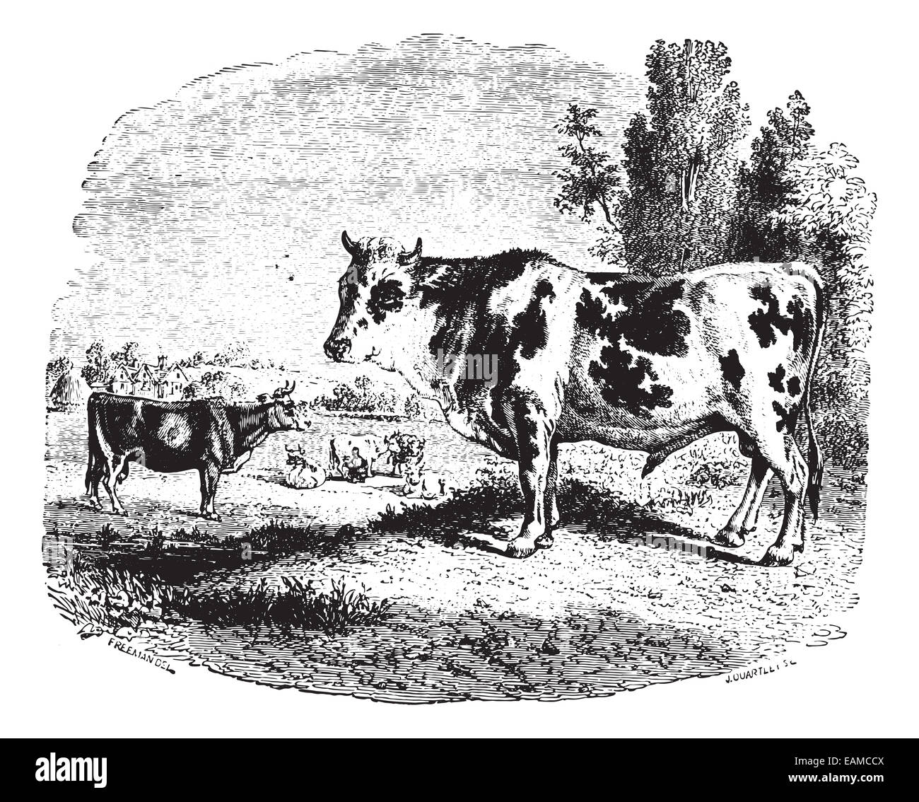 Vaches qui paissent sur champ, vintage engraved illustration. Animaux sauvages et domestiques - pour les enfants - 1892. Banque D'Images