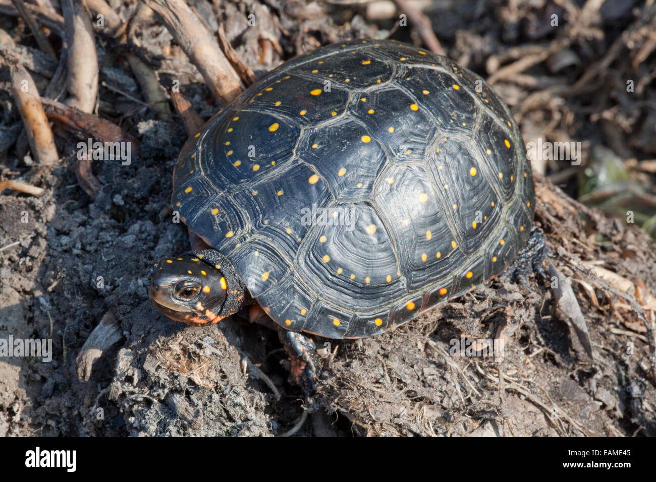 L'Amérique du Nord (la tortue ponctuée Clemmys guttata). Des profils sur terre. Banque D'Images