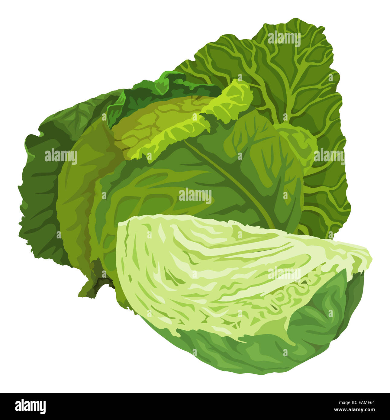 Illustration vecteur de matières le chou vert. Banque D'Images