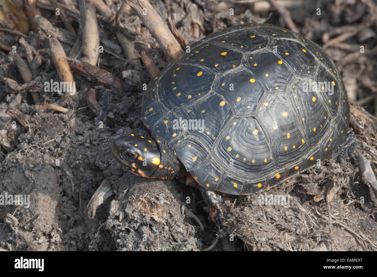 L'Amérique du Nord (la tortue ponctuée Clemmys guttata). Close-up de tache jaune sur la carapace ou coquille supérieure. Banque D'Images