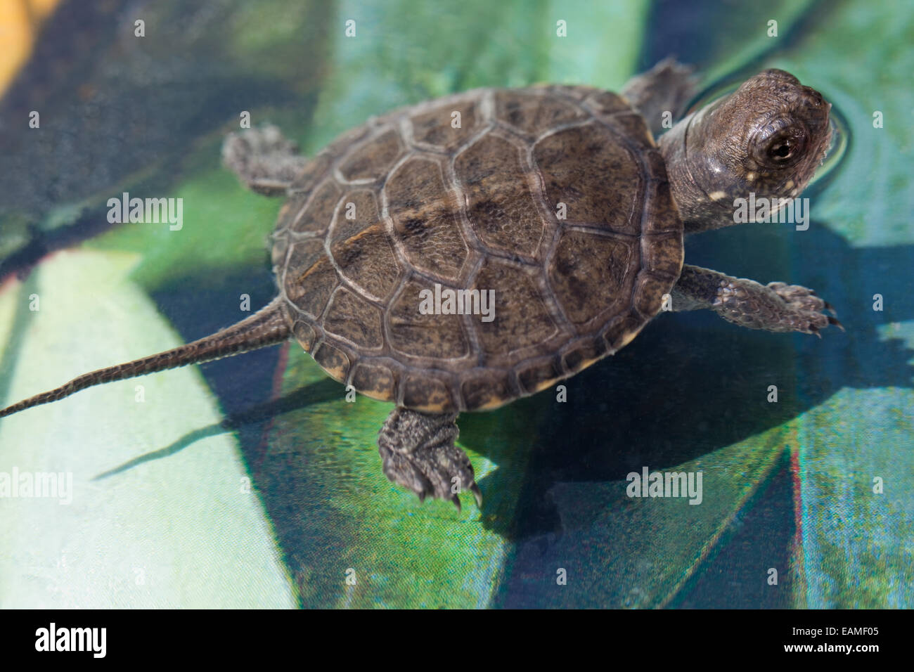 Tortue cistude ou tortue, Terrapin (Emys orbicularis). Jeune tortue, ou les jeunes. Banque D'Images