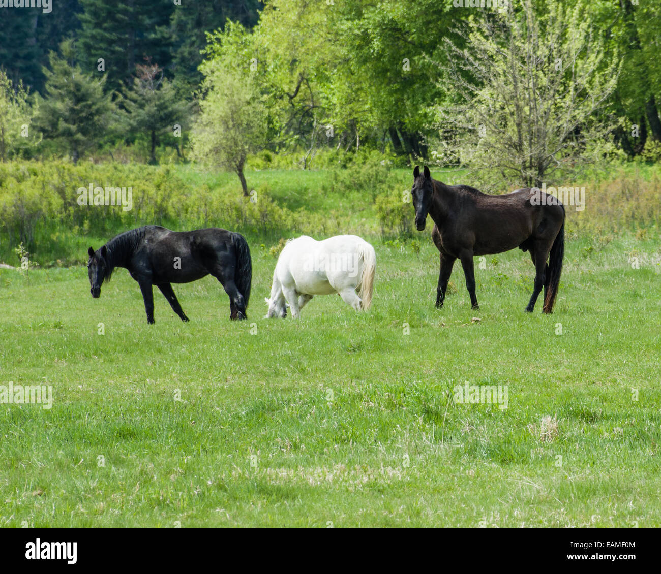 Les chevaux au pâturage dans un pâturage en milieu rural. Clark Fork, Virginia Banque D'Images