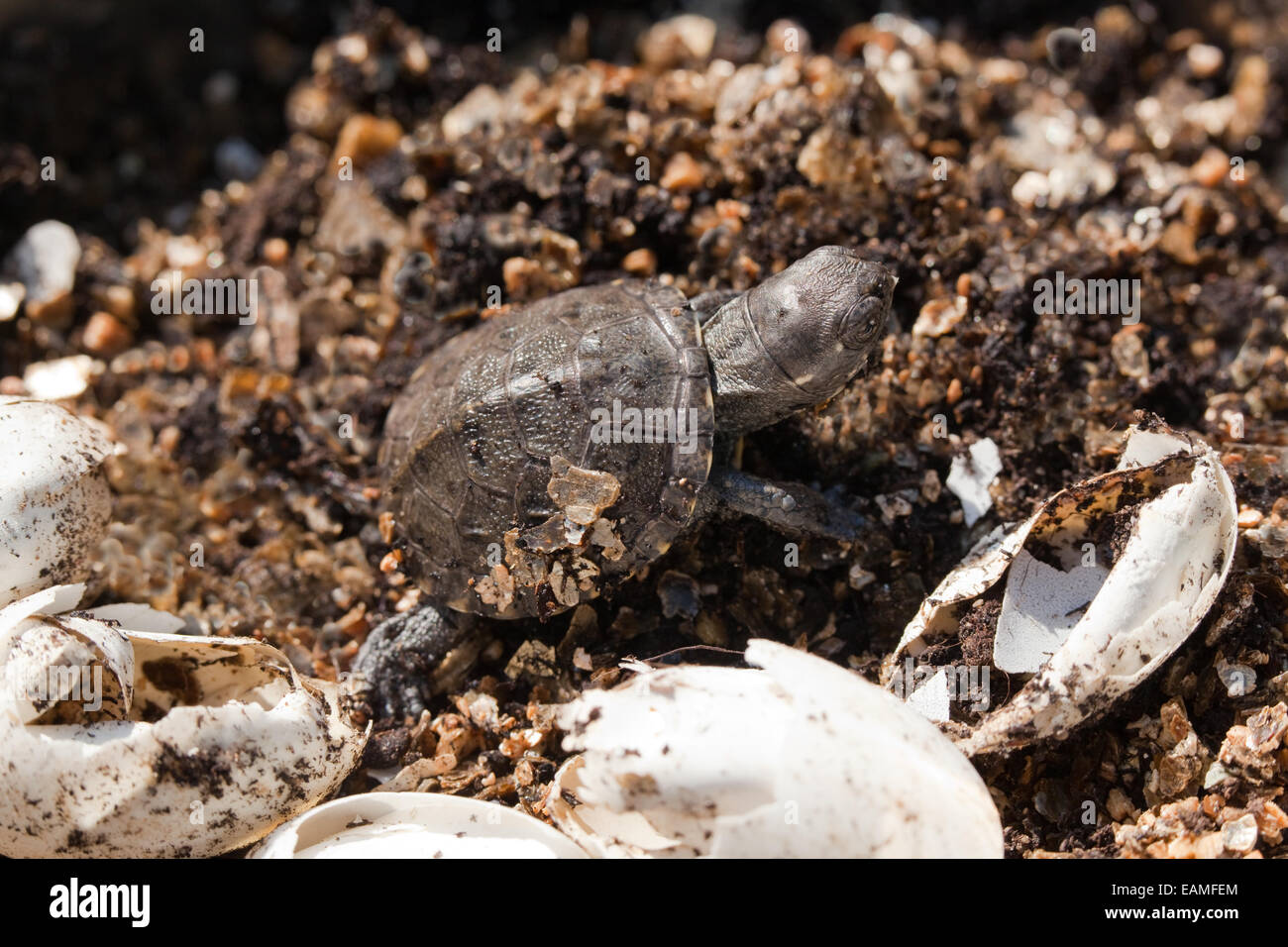 La tortue cistude (Emys orbicularis). Chez les nouveau-nés à partir de coquilles d'œufs d'autres jeunes qui ont déjà quitté. Banque D'Images