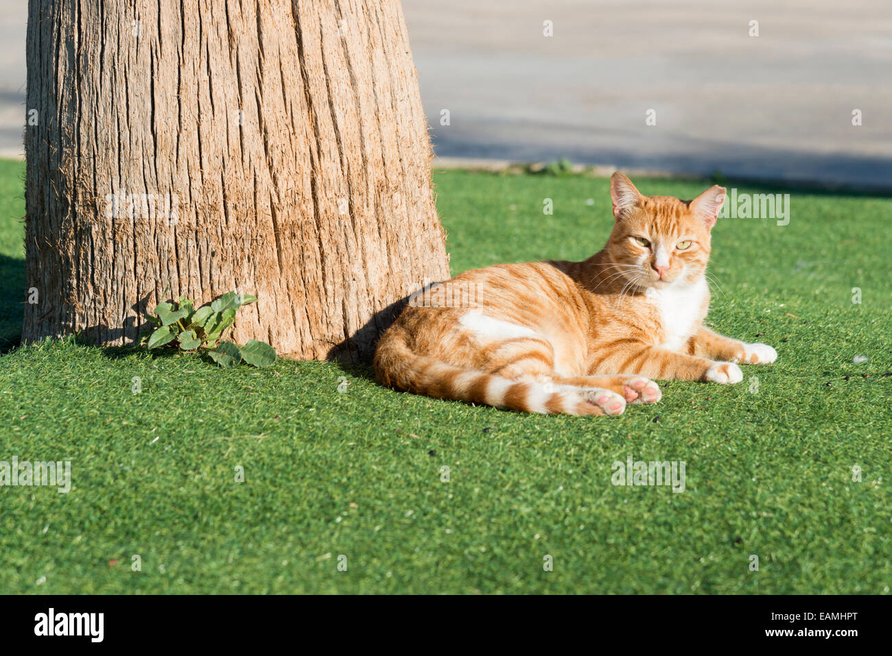 Un chat de gingembre assis près d'un arbre dans le soleil Banque D'Images