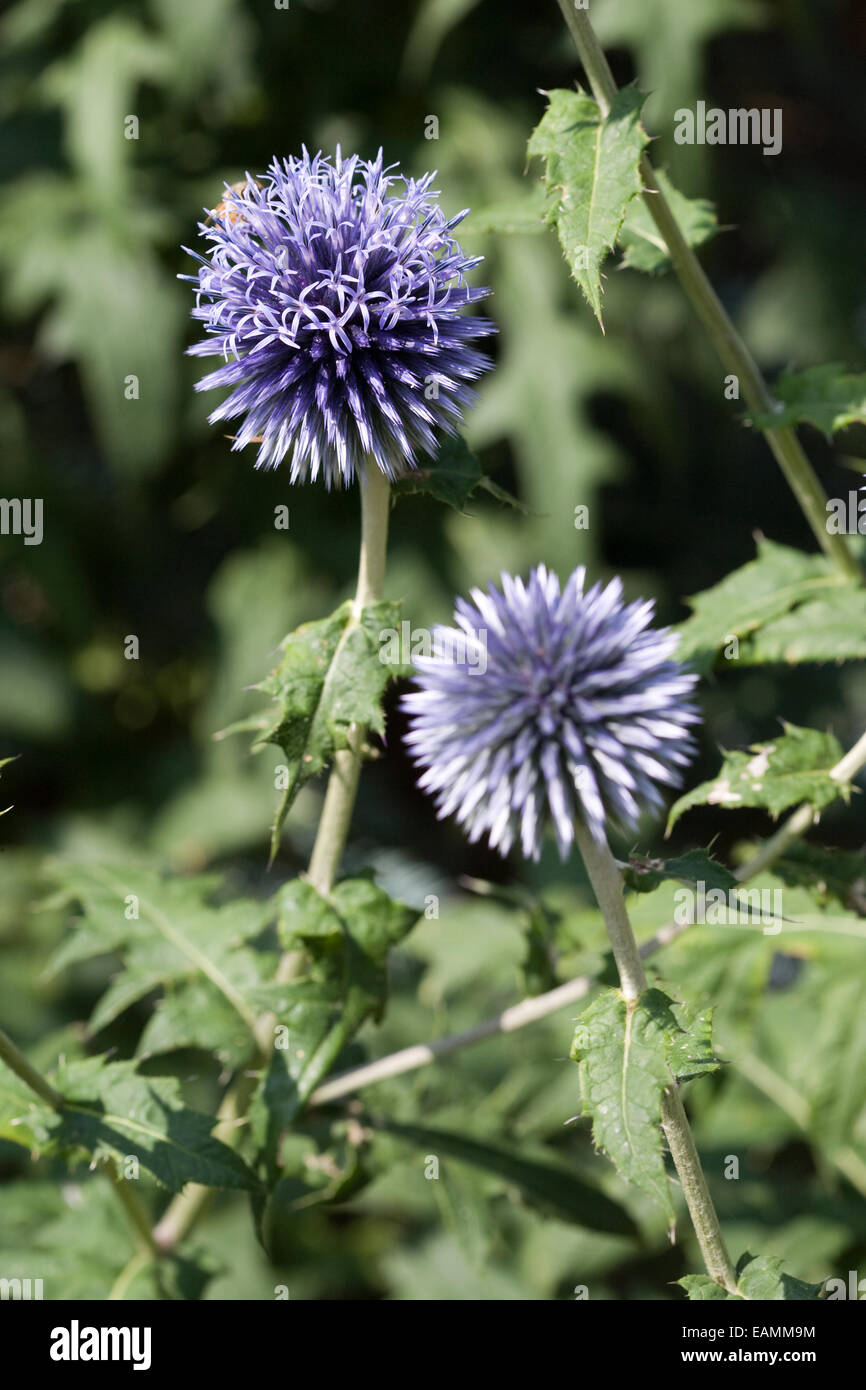 Globe thistle (Liatris spicata) Banque D'Images