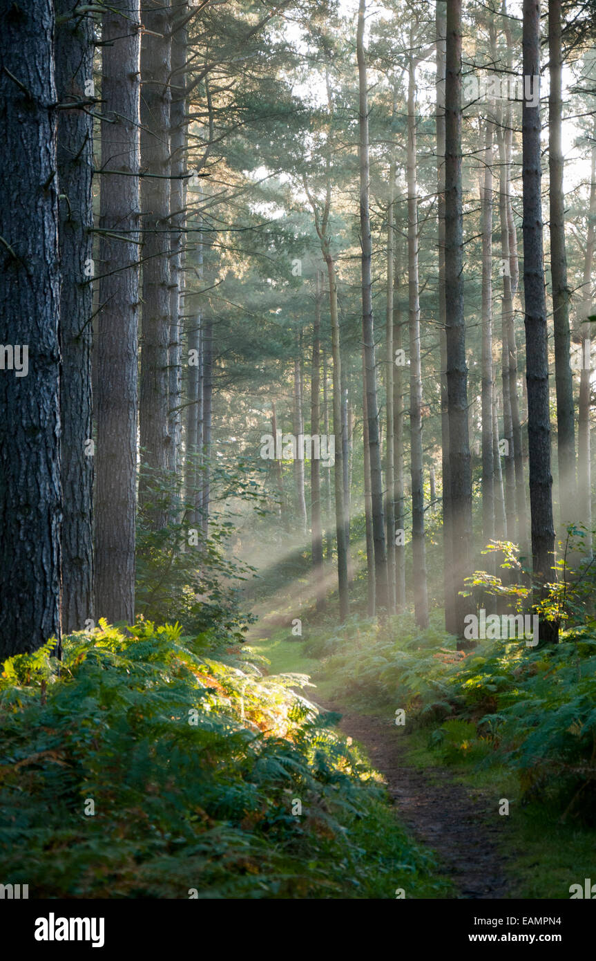 Tôt le matin de lumière dans la forêt de Sherwood à Blidworth, Lancashire England UK Banque D'Images