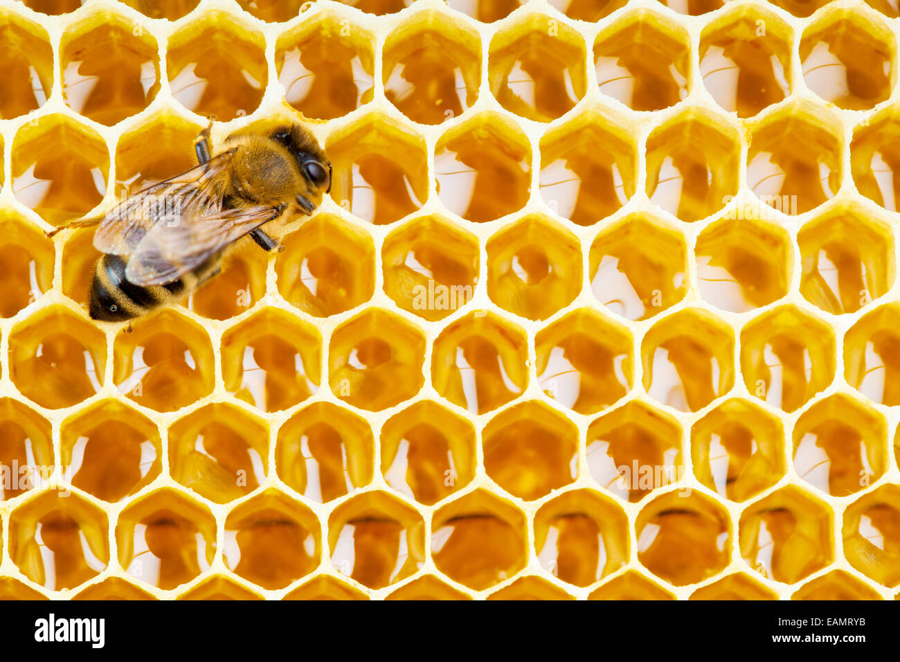 Les cellules en nid d'abeille sur travail Banque D'Images