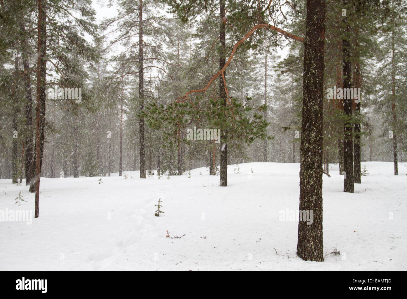 Neige dans une forêt en Ylass, Laponie Banque D'Images