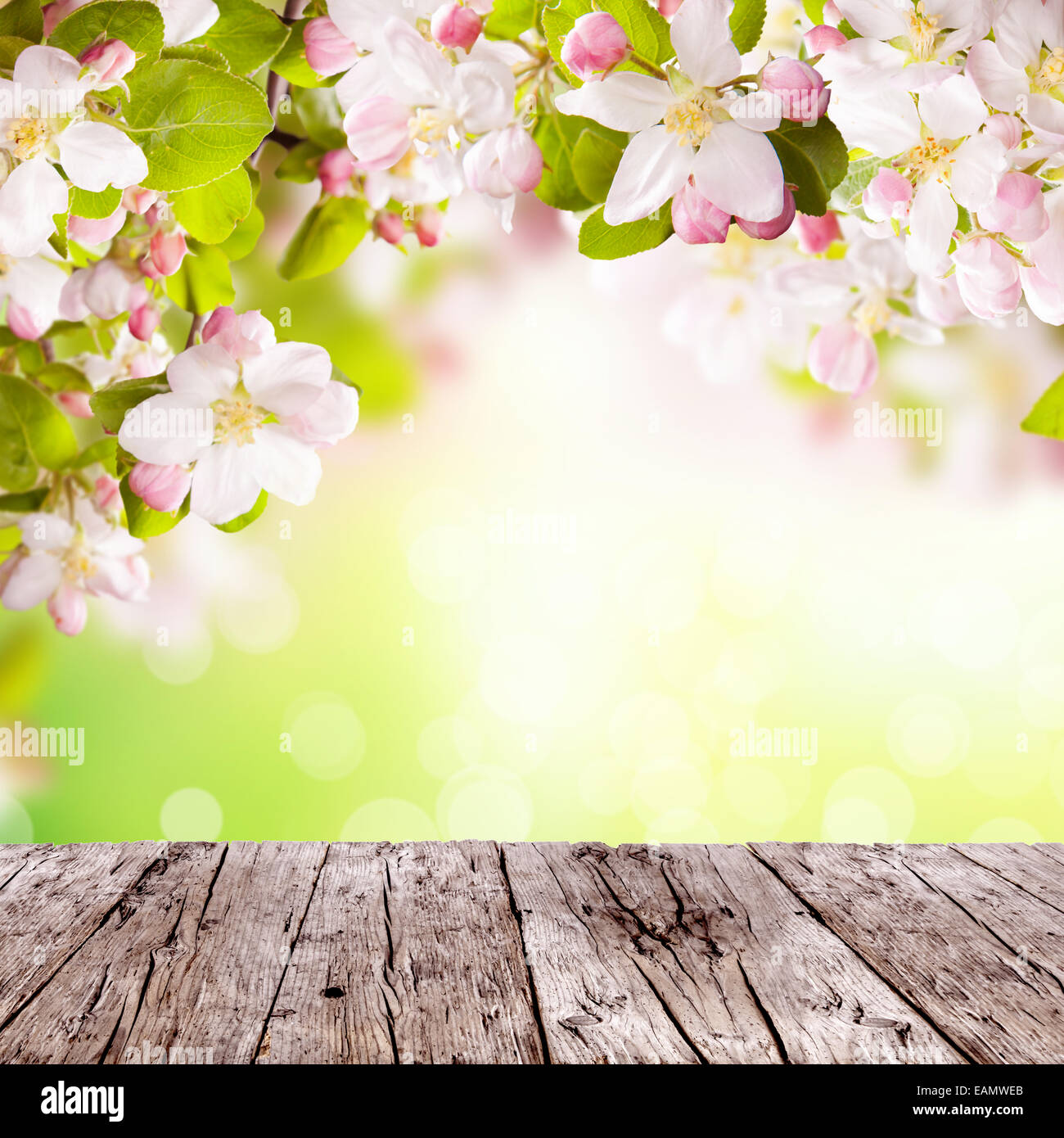 Pommiers en fleurs de printemps au-dessus des planches. Fond vert flou avec de l'espace libre pour le texte. Banque D'Images