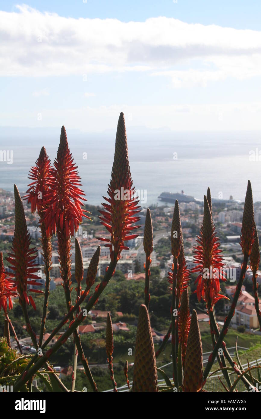 Voir à travers les fleurs à la recherche vers le bas sur les navires de croisière, la ville de Funchal, Madère et les navires de croisière Banque D'Images