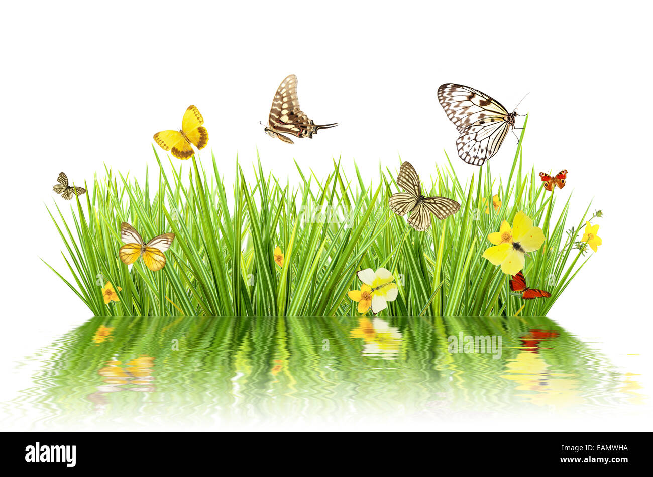 Concept de printemps avec prairie et de l'eau reflet. isolé sur fond blanc Banque D'Images