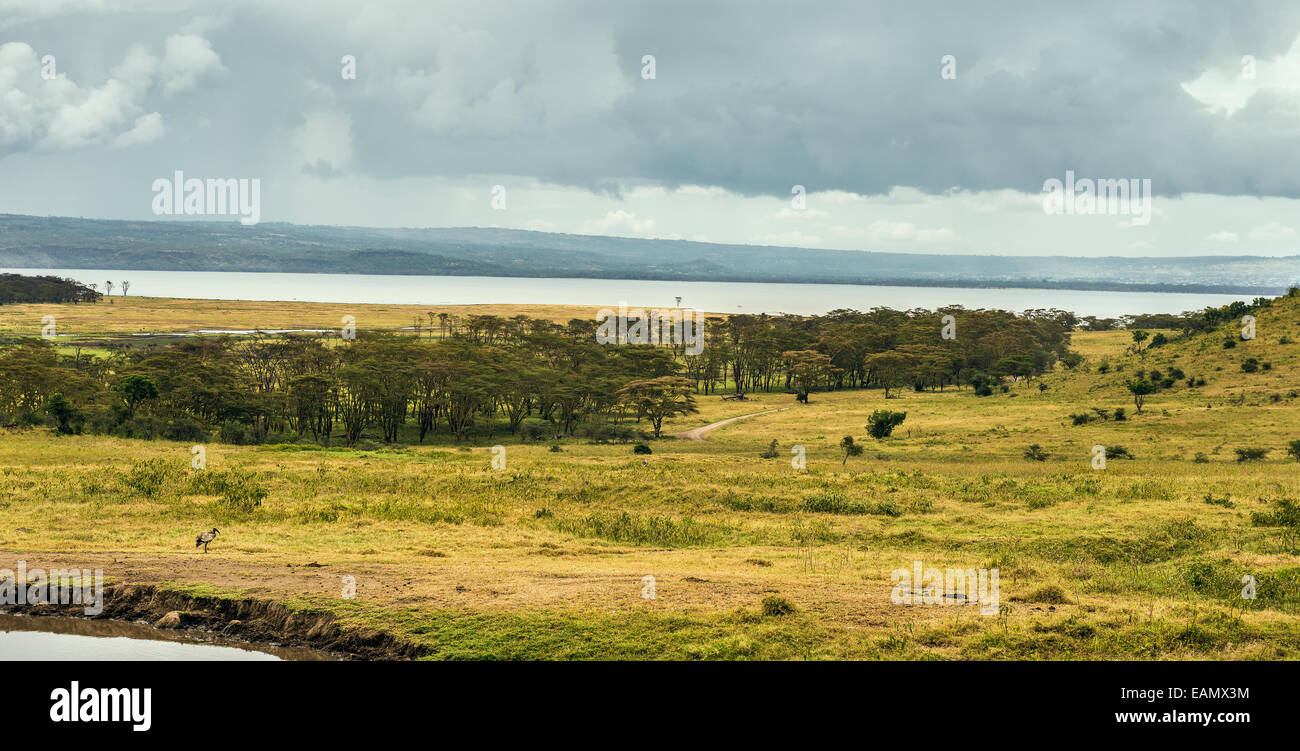 Le Parc National du lac Nukuru au Kenya, Afrique Banque D'Images