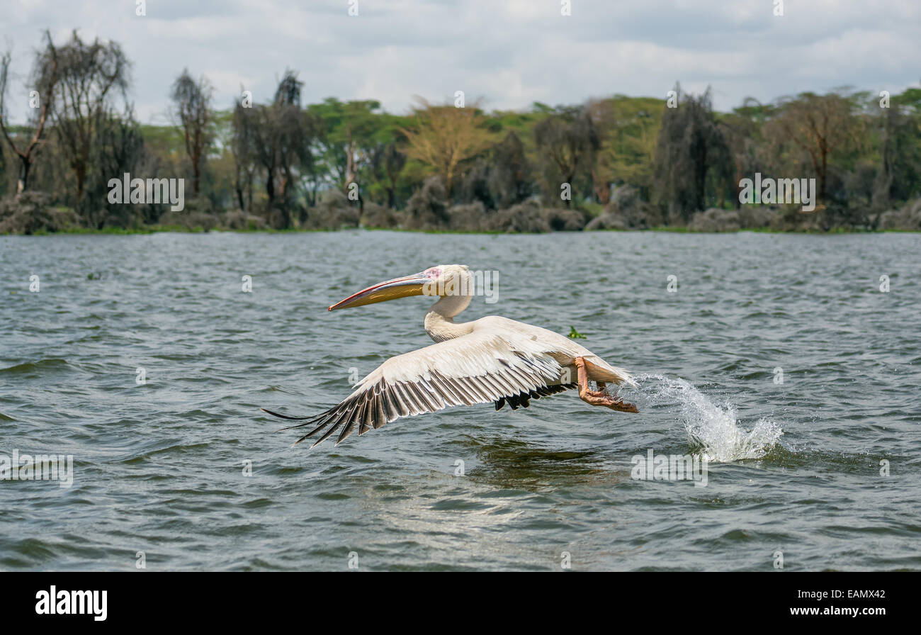 Grand pélican blanc (Pelecanus onocrotalus) en vol au lac Naivasha, Kenya Banque D'Images