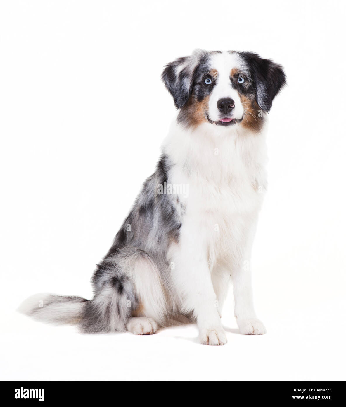 Austrailian berger avec la couleur bleu merle in front of white background Banque D'Images