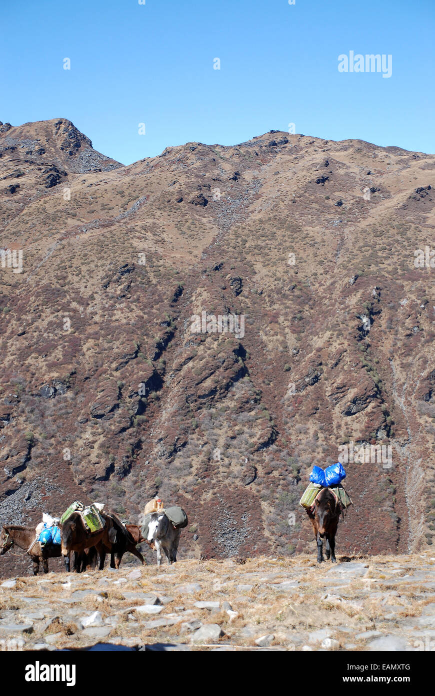 Poneys sur un chemin dans les contreforts de l'Himalaya indien transporter de lourdes charges Banque D'Images