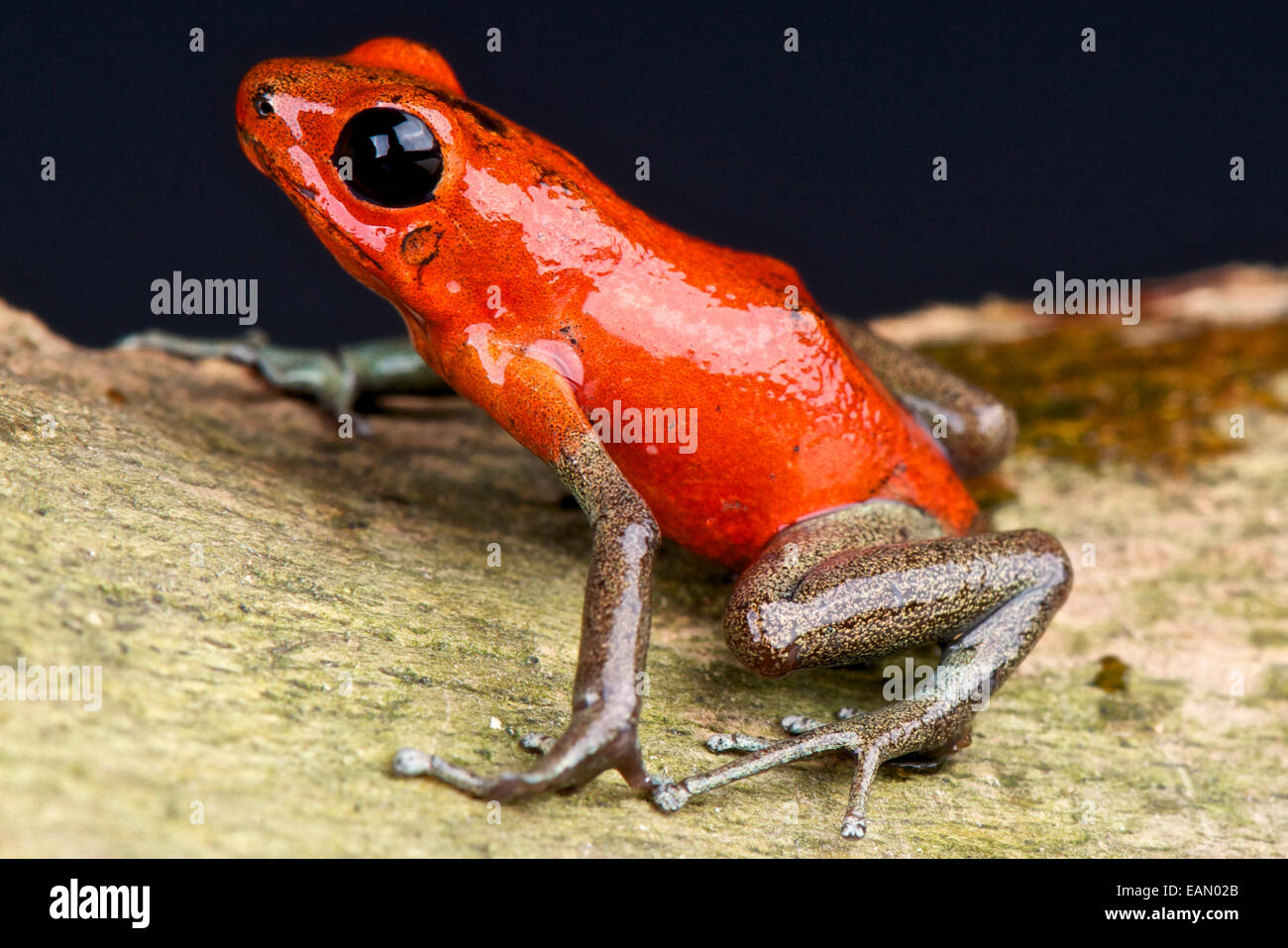 Pattes d'or dart frog / Oophaga pumilio Banque D'Images Pattes d'or dart frog / Oophaga pumilio Banque D'Images