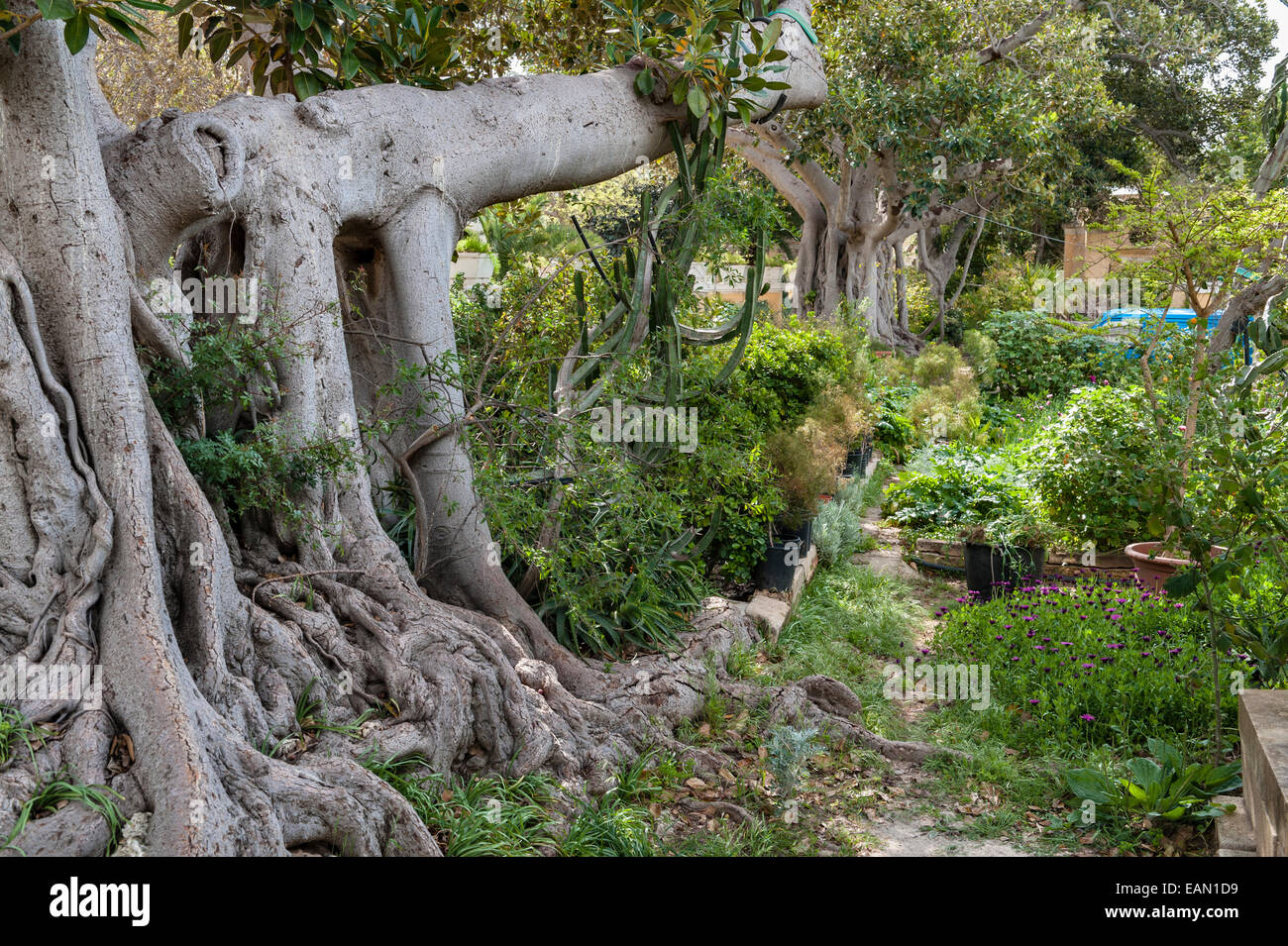 Malte. L'Argotti Botanical Gardens, Floriana, créé en 1805. Un Ficus benjamina (Figuier Pleureur) Banque D'Images
