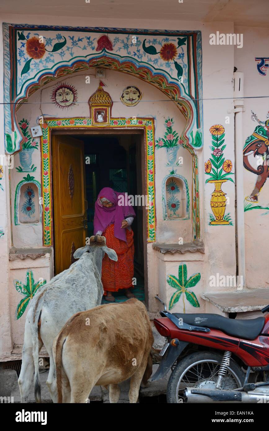 L'Asie, l'Inde, Rajasthan, Mewar, Bundi, vieille femme en donnant de la nourriture d'une vache mendier dans sa peinture doostep Banque D'Images