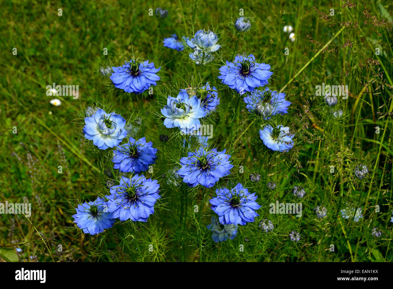 L'amour dans une brume fleur, Nigella damascena en fleur. Banque D'Images