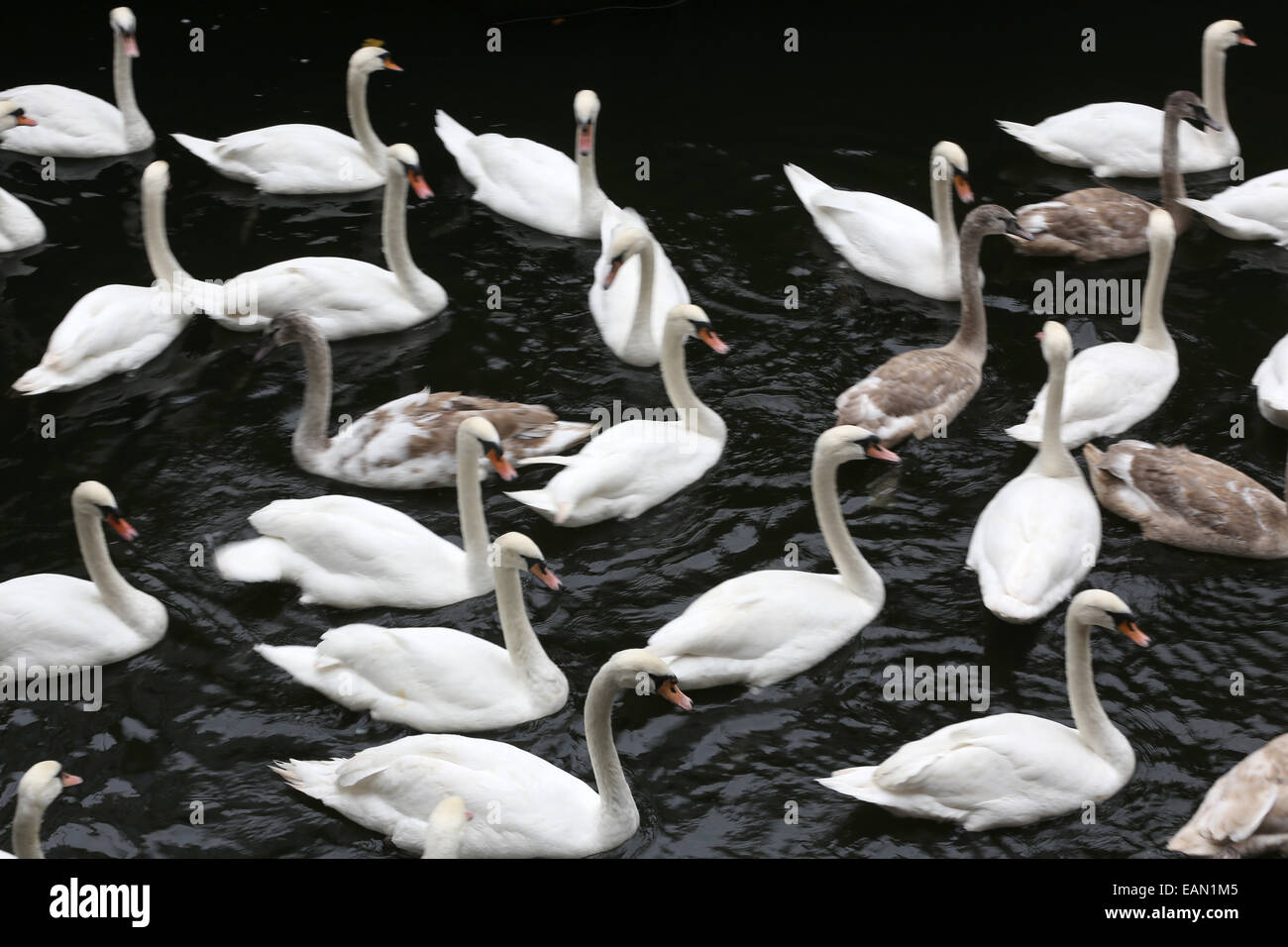 Hambourg, Allemagne. 18 Nov, 2014. Les cygnes sont réunis à l'hôtel de ville de verrouillage sur le lac Alster, à l'Hôtel de ville de Hambourg, Allemagne, 18 novembre 2014. L'Alster cygnes vont passer l'hiver dans l'étang. Muehlenteich Eppendorf Dpa : Crédit photo alliance/Alamy Live News Banque D'Images