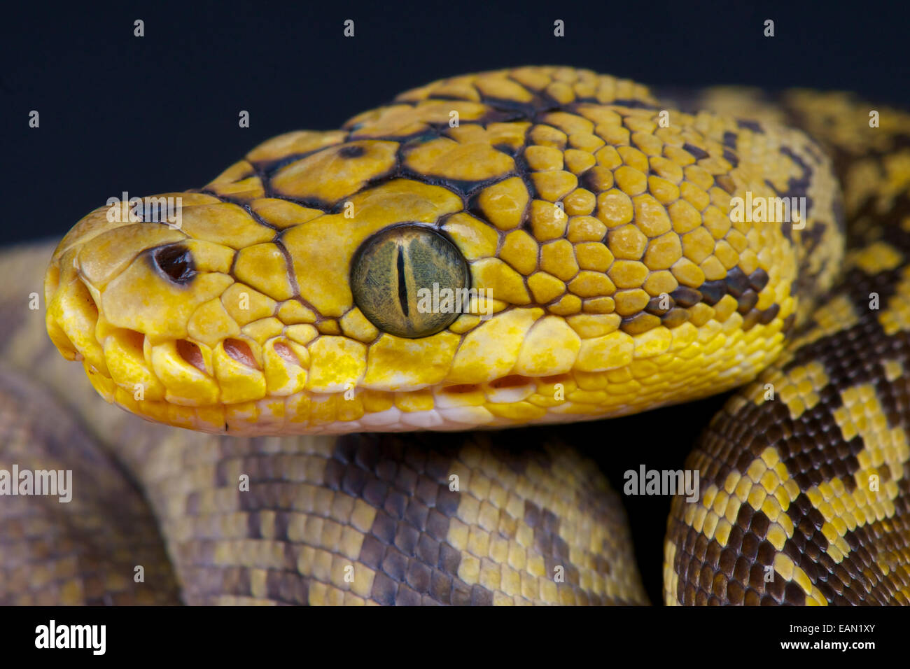 Timor oriental / Python Python timoriensis Banque D'Images