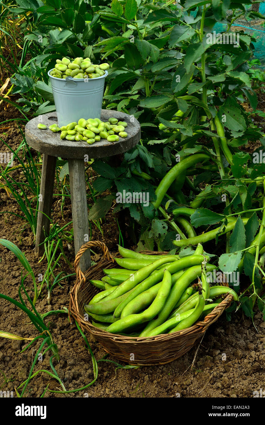 Fraîchement cueilli fèves (Vicia faba), jardin Banque D'Images