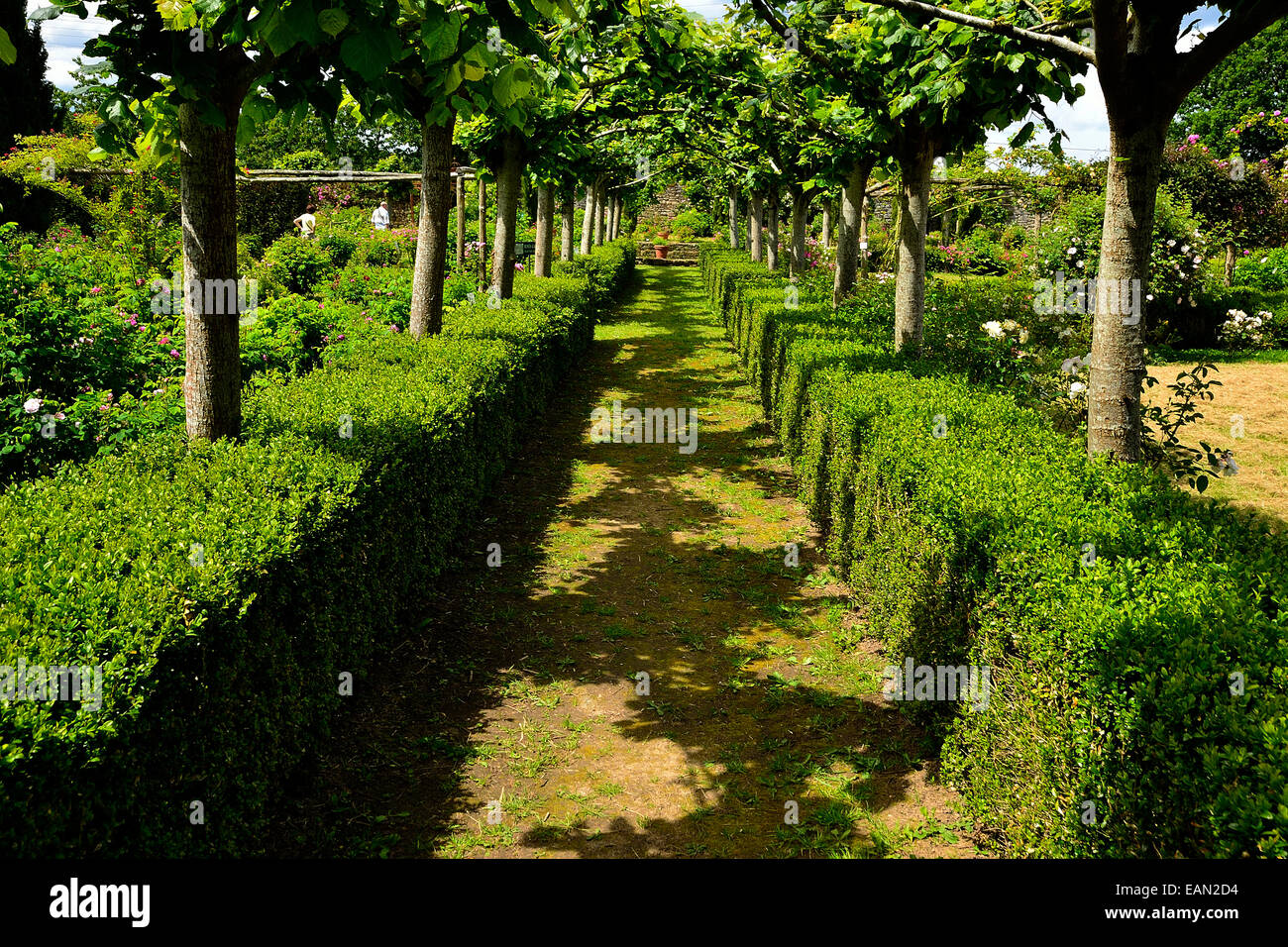 Chemin du jardin bordé par des haies de buis et d'arbres, jardin de roses 'La Cour de Commer (Mayenne, pays de la Loire, France). Banque D'Images
