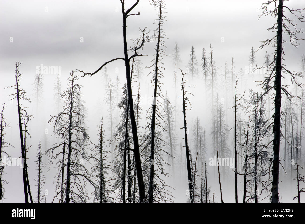 Pins et sapins brûlés dans l'incendie de 1988 avec matin brouillard au sol ; le parc national de Yellowstone, Wyoming. Banque D'Images