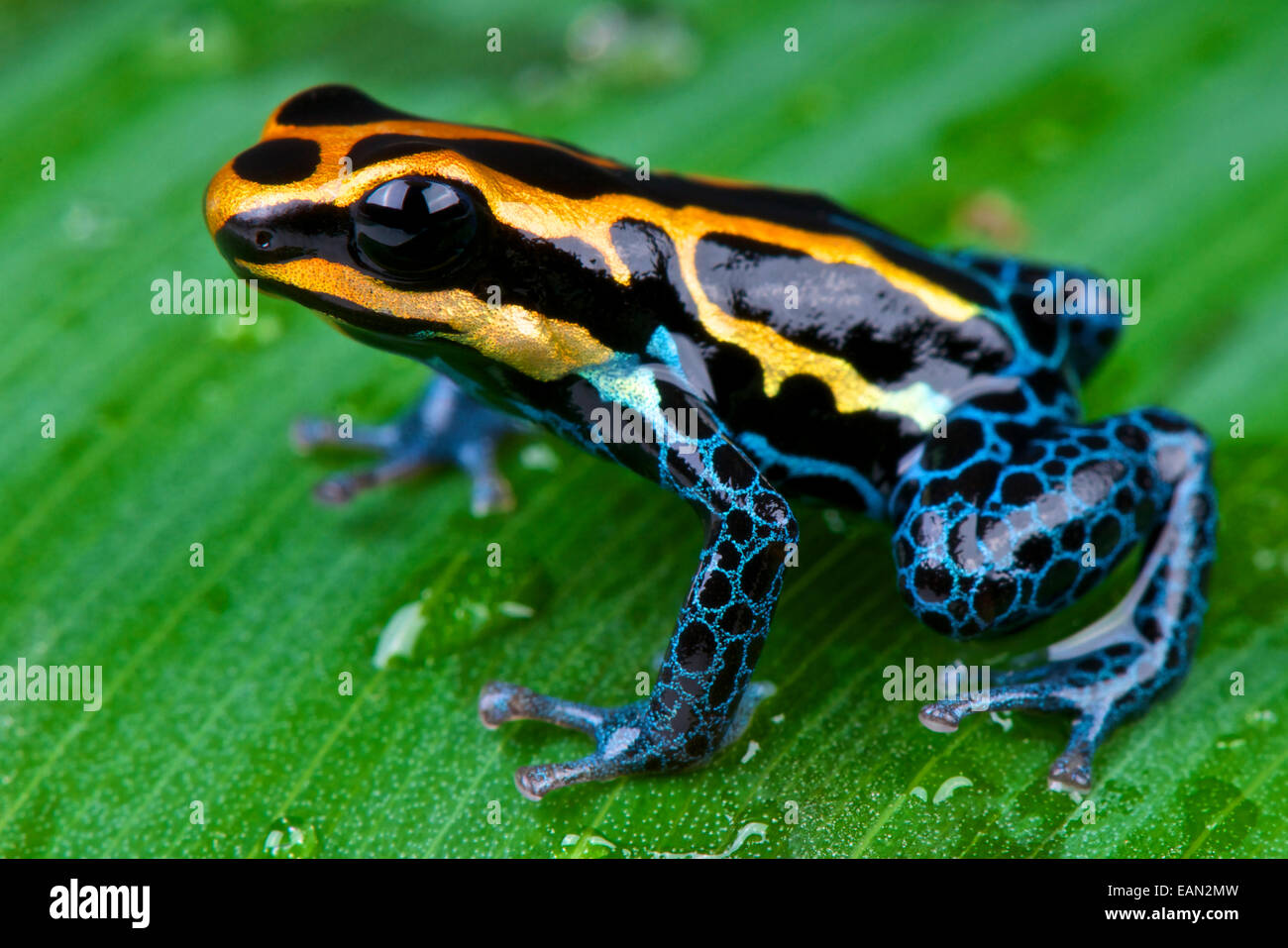 Amazon dart frog / Ranitomeya ventrimaculata Banque D'Images