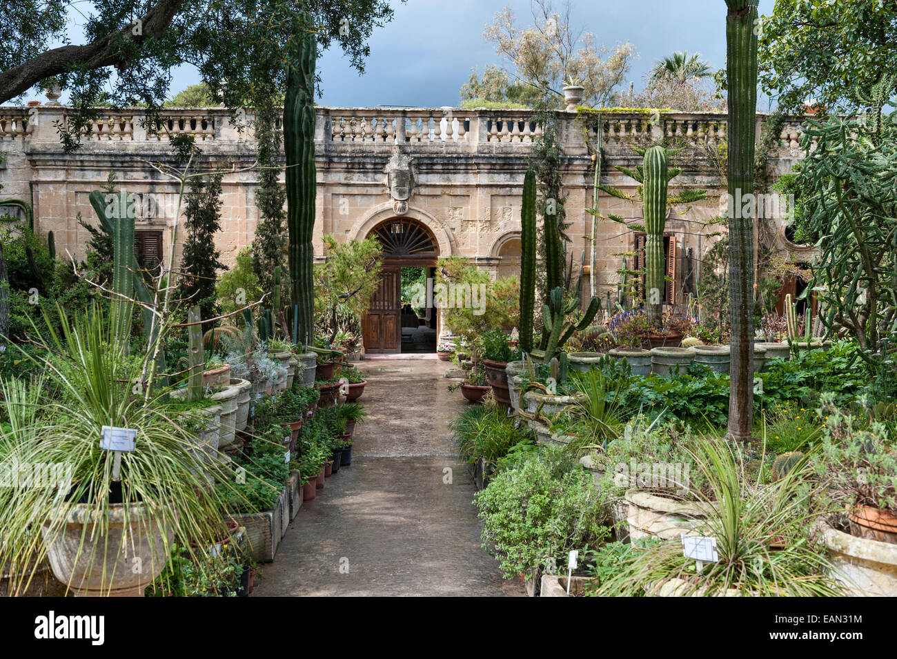 Malte. L'Argotti Botanical Gardens, Floriana, créé en 1805 Banque D'Images