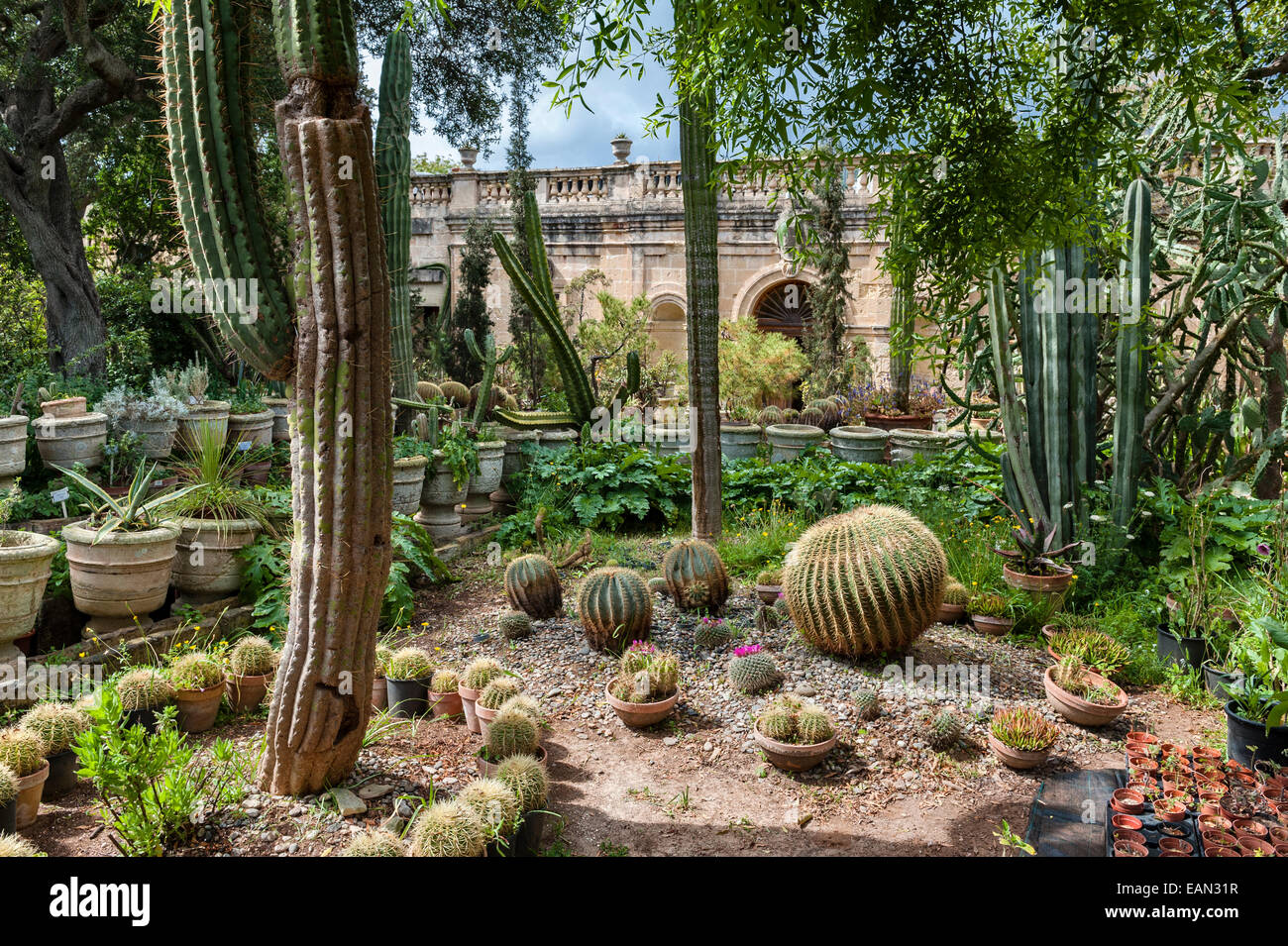 Malte. L'Argotti Botanical Gardens, Floriana, créé en 1805 Banque D'Images